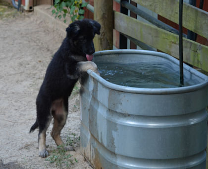 Sophie checking out the water trough