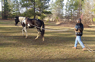 Line driving in the pasture